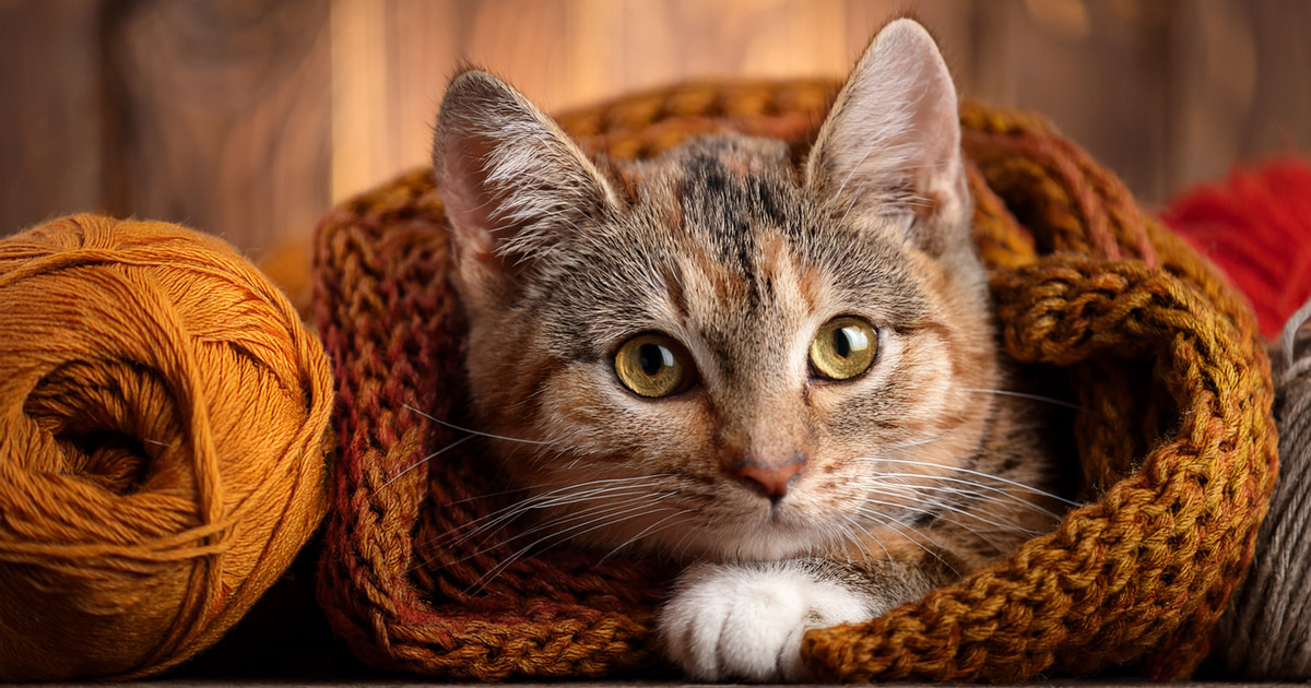 Katze gemütlich liegend in und neben Wolle (mit KI generiert)
